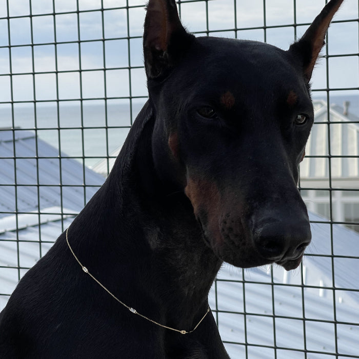 One of my dobermans wearing our diamond 5-station baguette necklace